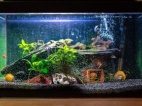 FISH TANK WITH HEATER AND FILTER
