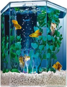 tony wong goldfish aquarium