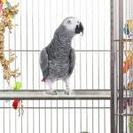 african-grey-parrot-cage