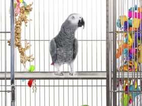 african-grey-parrot-cage