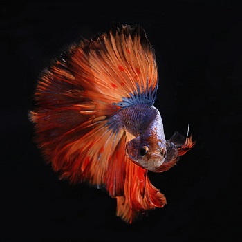 betta fish