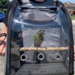 bird-backpack-with-perch