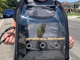 bird-backpack-with-perch