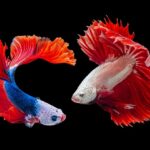 can two female betta fish live together