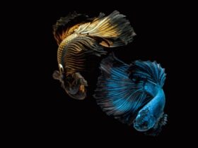 can you put male and female betta together