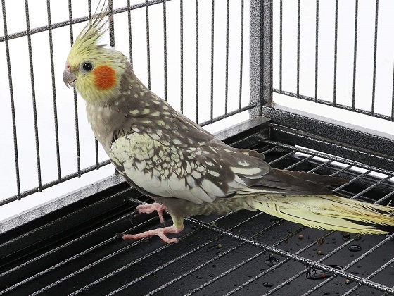 cockatiel-flight-cage