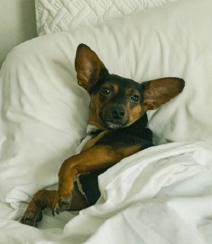 dog in the bed