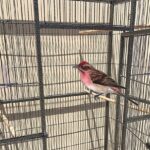 finch-breeding-cages
