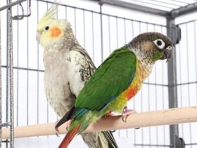 green-cheek-conure-cage