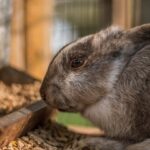 how often should you clean a rabbit cage