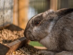 how often should you clean a rabbit cage