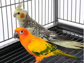 sun-conure-cagee