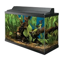 BEST WITH FILTER CHEAP 10-GALLON TANK summary