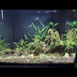 CURVED FISH TANK