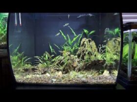 CURVED FISH TANK