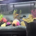 FISH TANK FOR CATS
