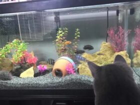 FISH TANK FOR CATS