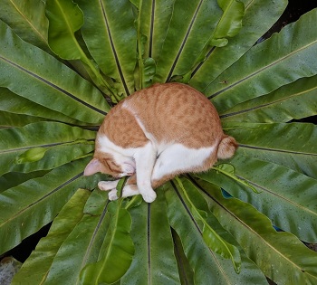 cat and plants