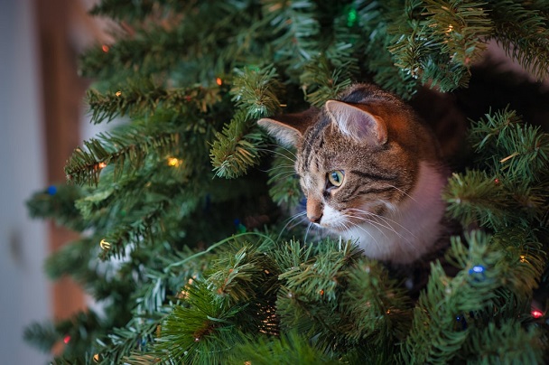 christmas tree and cat