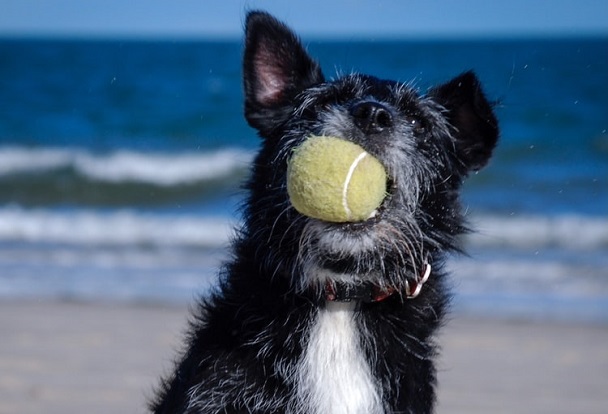 dog playing with ball