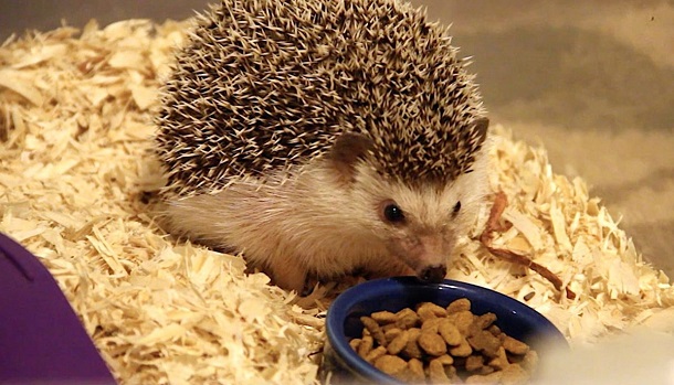 hedgehog eating from bowl