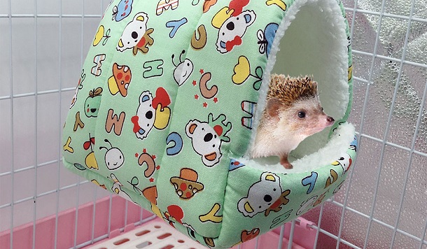 hedgehog in hammock