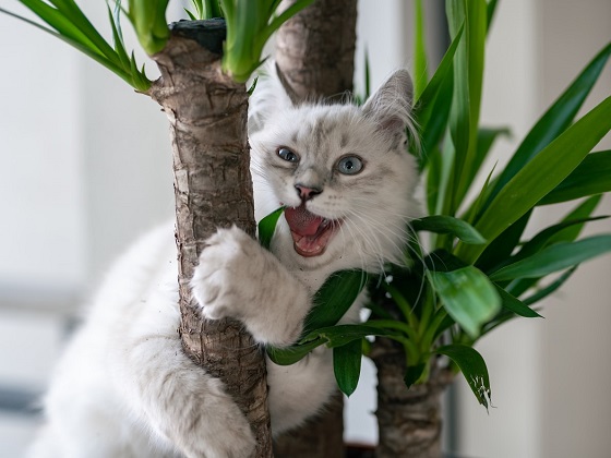 indoor trees safe for cats