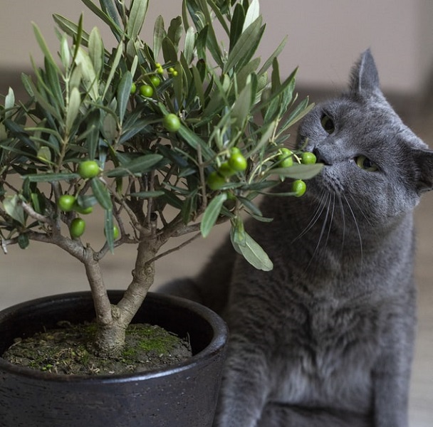 olive indoor tree