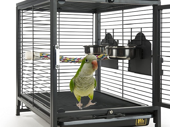 quaker-parrot-cage