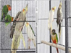 small-parrot-cage