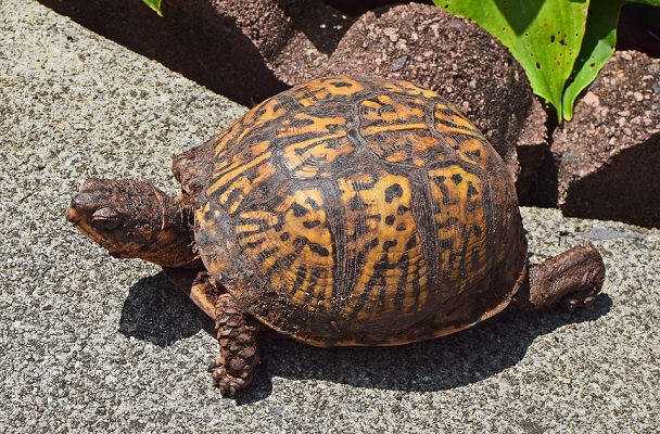 Eastern Box Turtle 