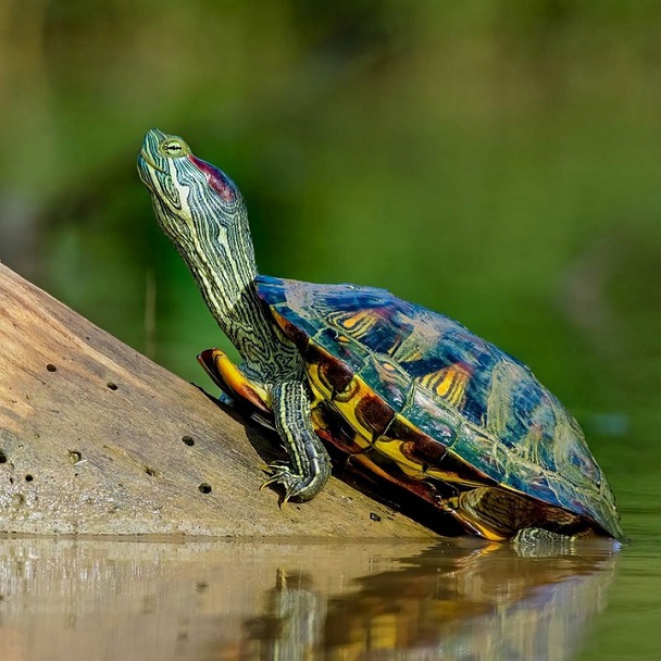 Red Eared Slider turtle