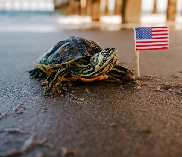 Yellow-Bellied Slider 