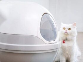automatic self cleaning litter box