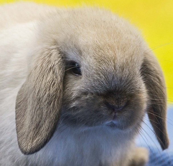 holland lop