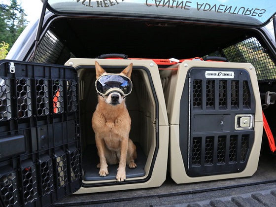 portable-dog-crate