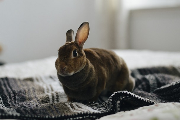 rabbit indoor