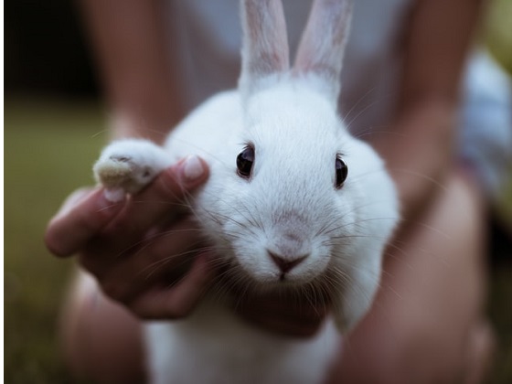 rabbits as indoor pets