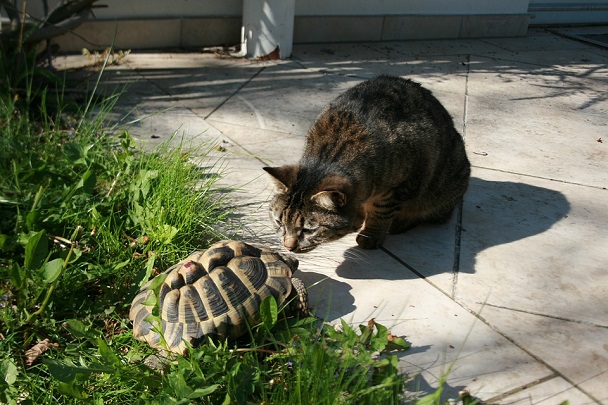 turtle and cat