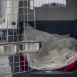 airline-approved-dog-crate