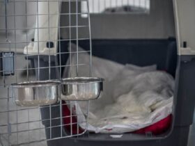 airline-approved-dog-crate