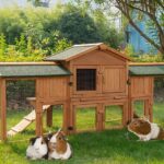 guinea-pig-enclosure-habitat