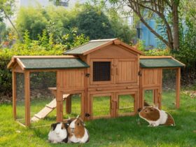 guinea-pig-enclosure-habitat