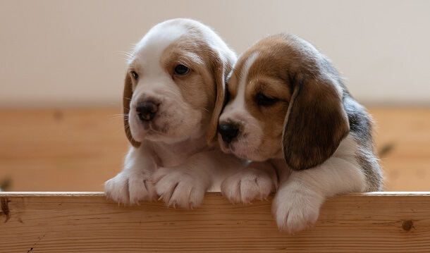 puppies monitored by puppy cam