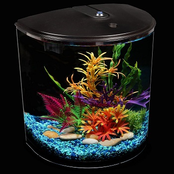 Best 3 Gallon Half Moon Fish Tank