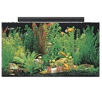Best Corner Oscar Fish Aquarium summary