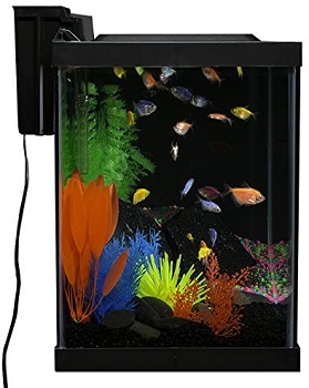 Best Of Best Oscar Fish Aquarium