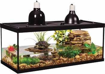 Best Planted Musk Turtle Tank