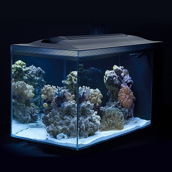 Best Saltwater Parrot Fish Aquarium