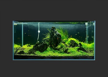 Landen Rimless Low Aquarium